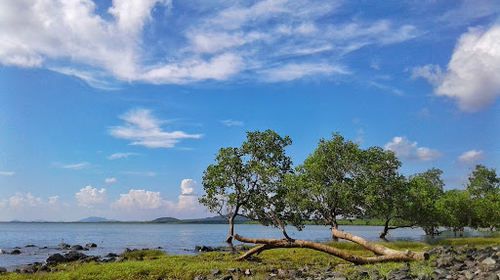 Tanjung Dewa